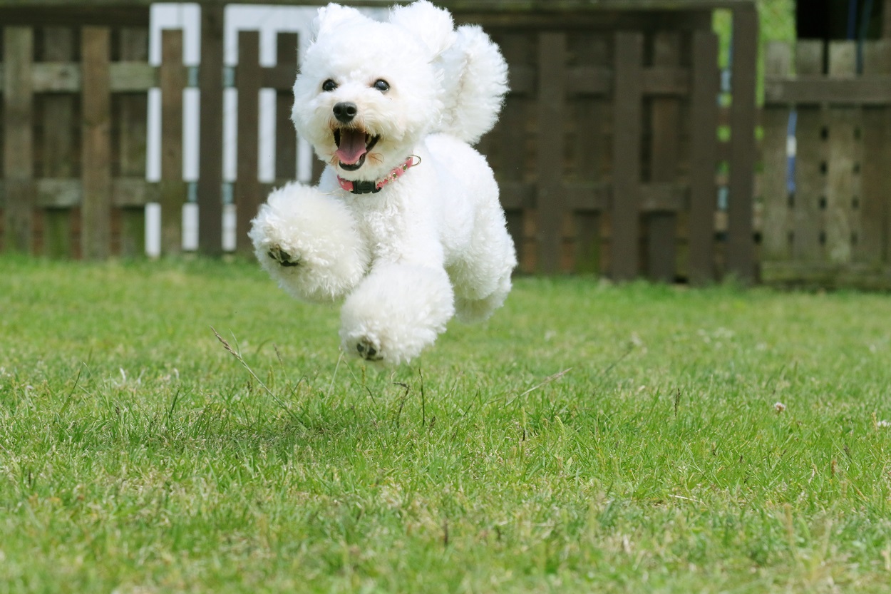 Toy-Poodle-1