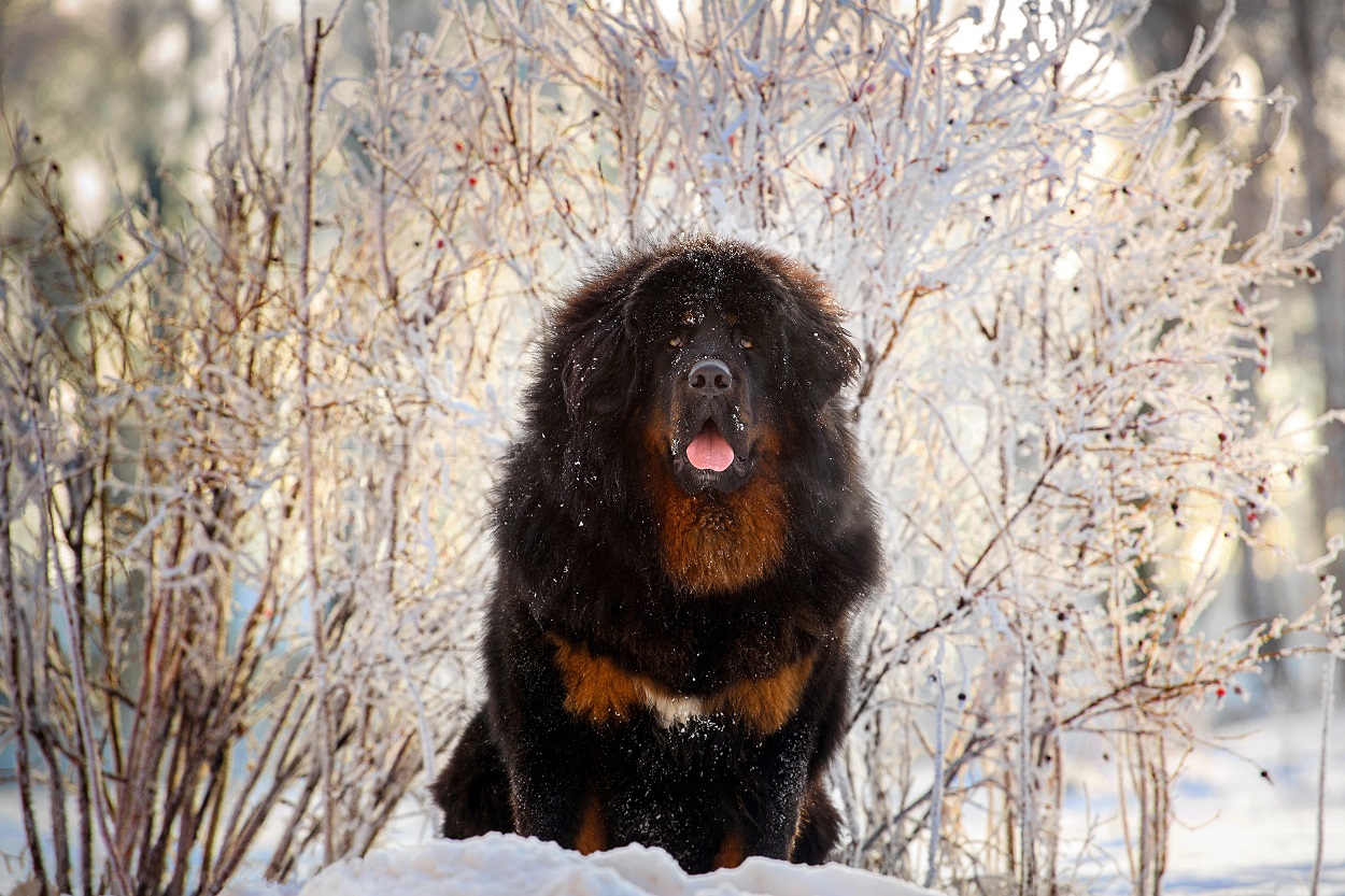 Tibetan-Mastiff-1