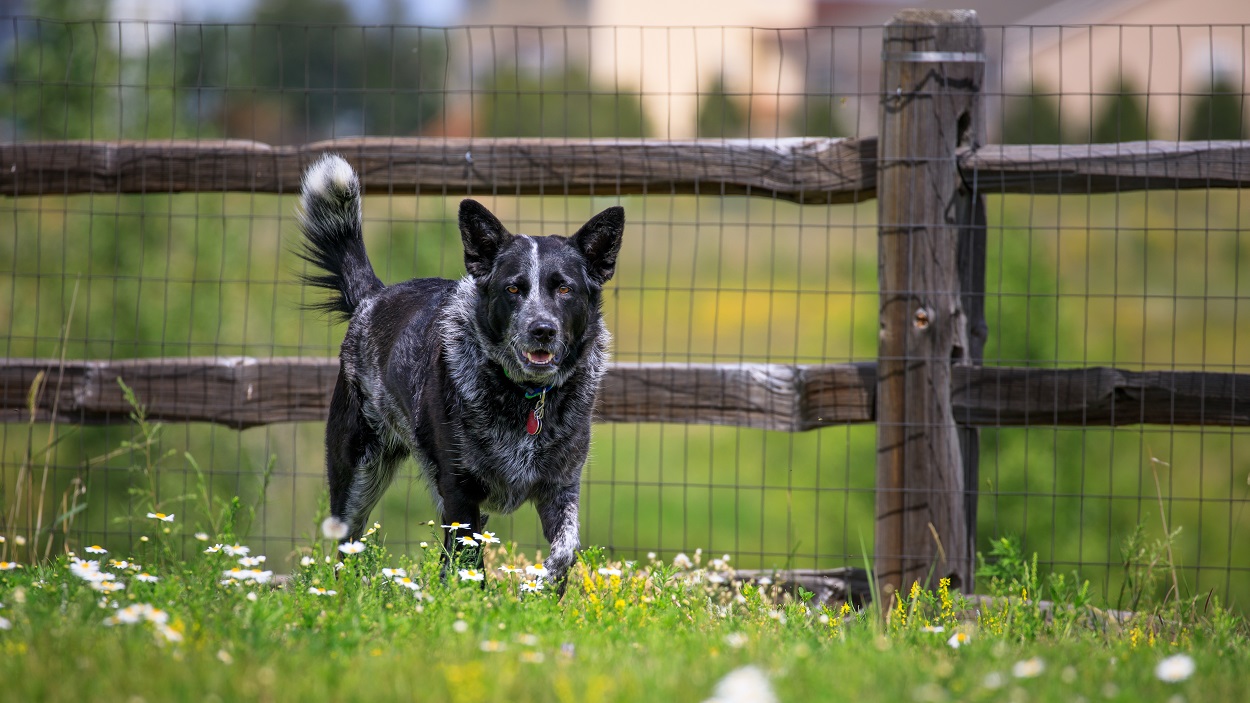 fence-dog-1